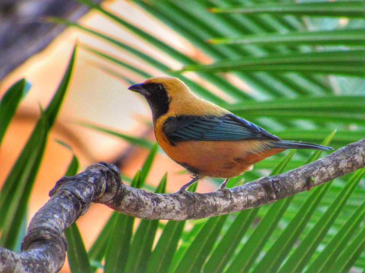 Pousada Anaue Cipo Serra do Cipo National Park Eksteriør billede