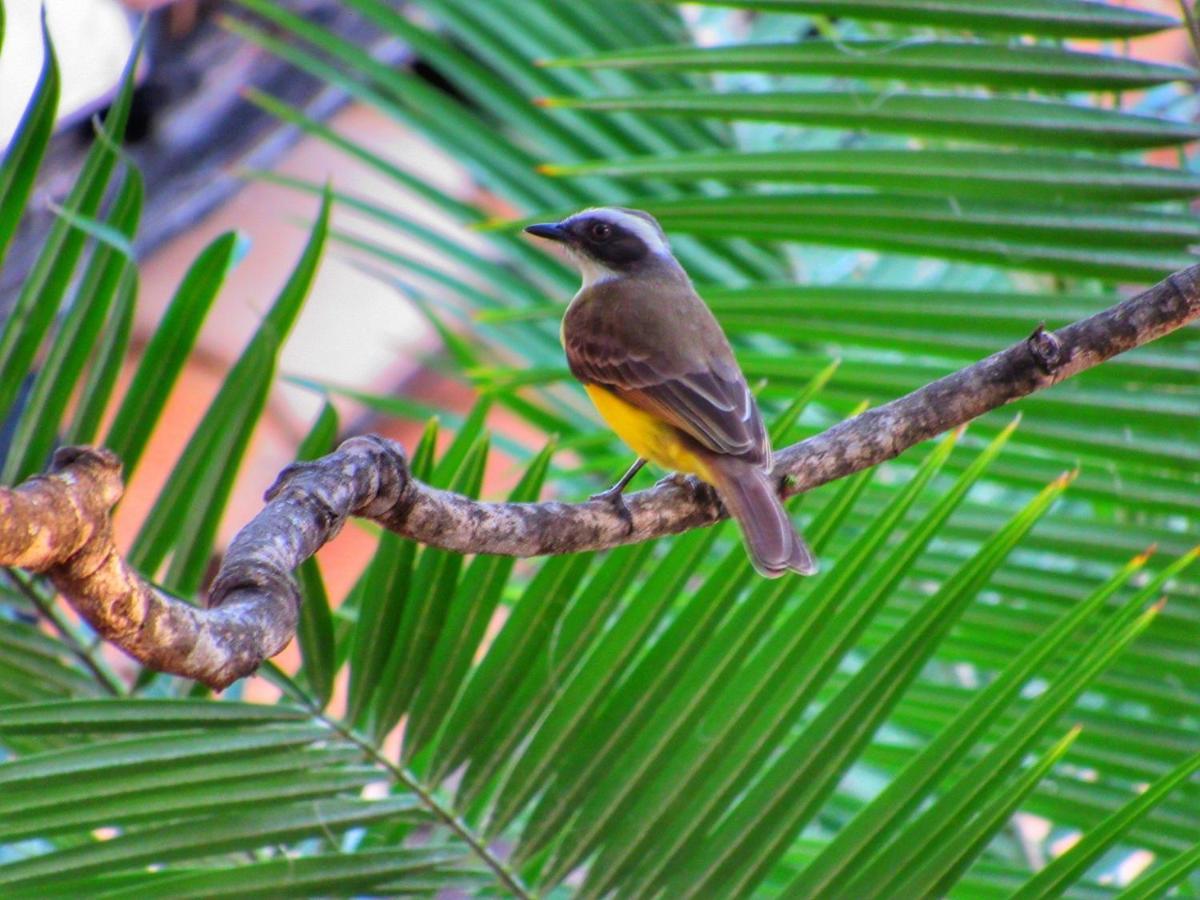 Pousada Anaue Cipo Serra do Cipo National Park Eksteriør billede